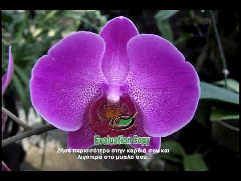 Σοφές Συμβουλές