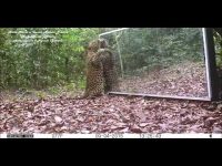 Τίγρη ερωτευμένη με τον εαυτό της