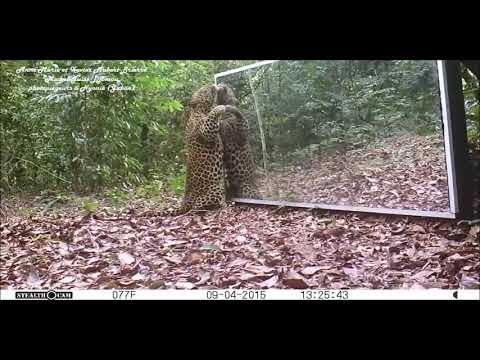 Τίγρη ερωτευμένη με τον εαυτό της